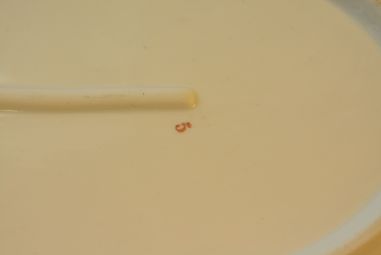 (n-2521) Lilleline vaagen