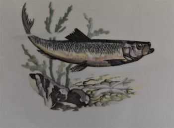 (n-4525)  RHA Porzellan, kalavaagen 2