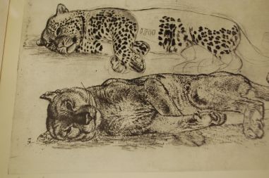 (P-1055) Viiralt, trükirepro Puuma ja panter