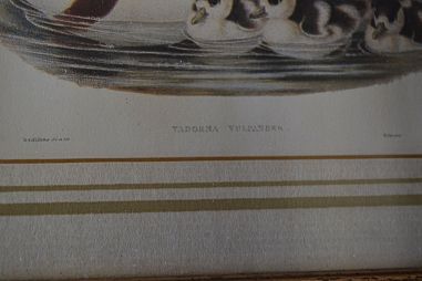 (n-6824) Partidega pildid 2 tk , Wales