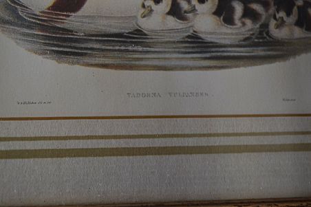 (n-6824) Partidega pildid 2 tk , Wales