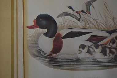 (n-6824) Partidega pildid 2 tk , Wales