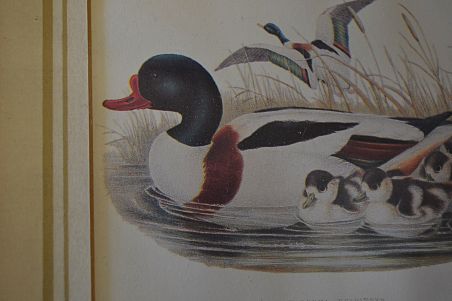 (n-6824) Partidega pildid 2 tk , Wales