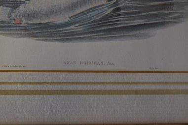 (n-6824) Partidega pildid 2 tk , Wales