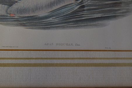 (n-6824) Partidega pildid 2 tk , Wales