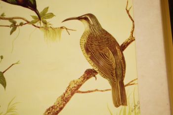 (n-6847/1) Neville H. P.Cayley trükirepro "Linnud" 2