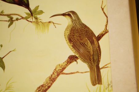 (n-6847/1) Neville H. P.Cayley trükirepro "Linnud"