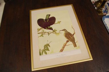 (n-6847/1) Neville H. P.Cayley trükirepro "Linnud"