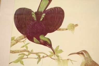 (n-6847/1) Neville H. P.Cayley trükirepro "Linnud"