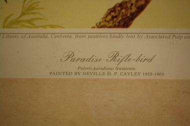 (n-6847/1) Neville H. P.Cayley trükirepro "Linnud"