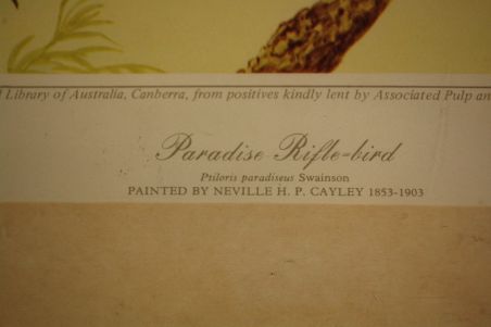 (n-6847/1) Neville H. P.Cayley trükirepro "Linnud"