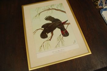 (n-6847/2) Neville H. P.Cayley trükirepro "Linnud" 2