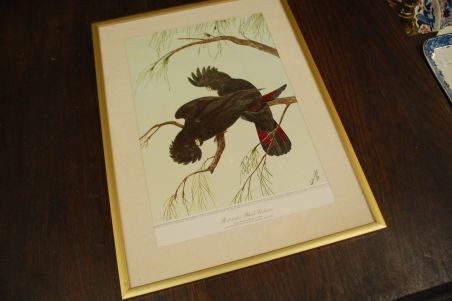 (n-6847/2) Neville H. P.Cayley trükirepro "Linnud"