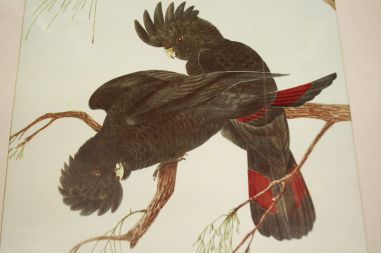 (n-6847/2) Neville H. P.Cayley trükirepro "Linnud"