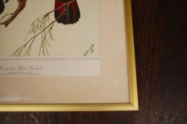 (n-6847/2) Neville H. P.Cayley trükirepro "Linnud"