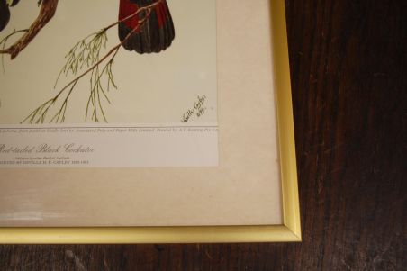 (n-6847/2) Neville H. P.Cayley trükirepro "Linnud"