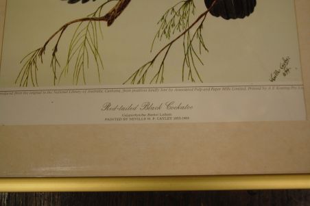 (n-6847/2) Neville H. P.Cayley trükirepro "Linnud"