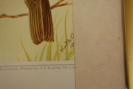 (n-6847/1) Neville H. P.Cayley trükirepro "Linnud"