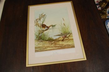 (n-6847/3) Neville H. P.Cayley, trükirepro "Linnud"