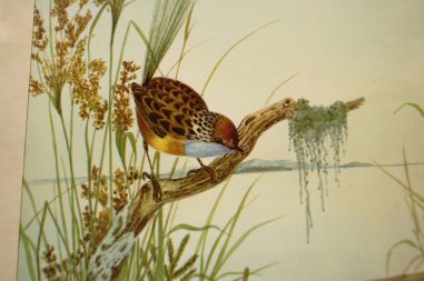 (n-6847/3) Neville H. P.Cayley, trükirepro "Linnud"