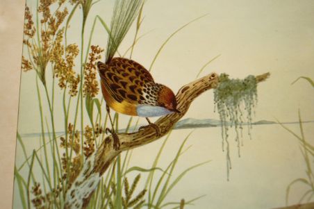 (n-6847/3) Neville H. P.Cayley, trükirepro "Linnud"