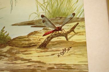 (n-6847/3) Neville H. P.Cayley, trükirepro "Linnud"