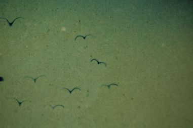 (n-6877) Saxony, seinataldrik