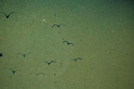 (n-6877) Saxony, seinataldrik