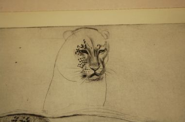 (P-1055) Viiralt, trükirepro Puuma ja panter