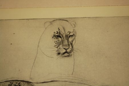 (P-1055) Viiralt, trükirepro Puuma ja panter