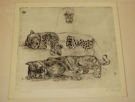 (P-1055) Viiralt, trükirepro Puuma ja panter