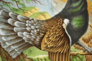 (n-7024) Kaiser, kollektsioontaldrik "Metsis"