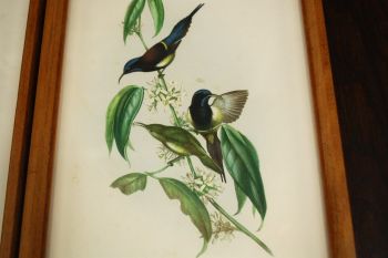 (n-7123) Lindudega pildid, 2tk komplektis 2