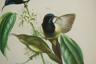 (n-7123) Lindudega pildid, 2tk komplektis