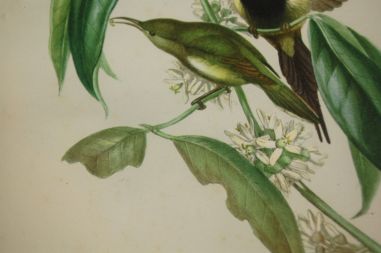 (n-7123) Lindudega pildid, 2tk komplektis