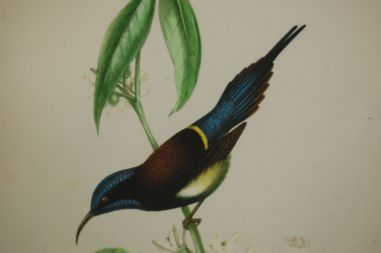 (n-7123) Lindudega pildid, 2tk komplektis