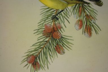 (n-7123) Lindudega pildid, 2tk komplektis