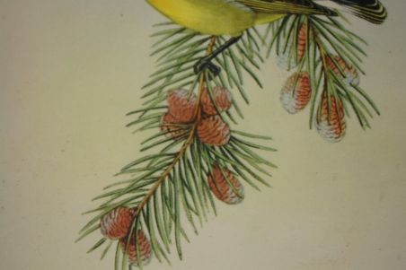 (n-7123) Lindudega pildid, 2tk komplektis