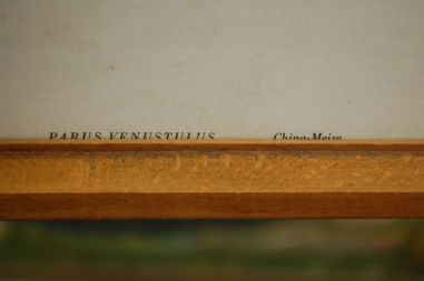 (n-7123) Lindudega pildid, 2tk komplektis