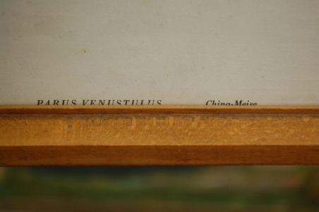 (n-7123) Lindudega pildid, 2tk komplektis