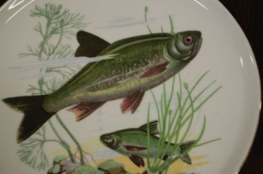 (n-7330) CP Colditz, kalataldrikud, 6tk