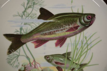 (n-7354) CP Colditz, kalataldrikud, 6tk (n-7354) CP Colditz, kalataldrikud, 6tk