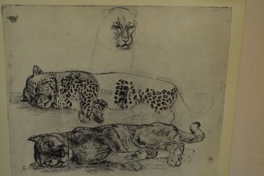 (P-1055) Viiralt, trükirepro Puuma ja panter