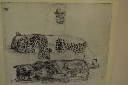 (P-1055) Viiralt, trükirepro Puuma ja panter