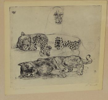 (P-1055) Viiralt, trükirepro Puuma ja panter 2