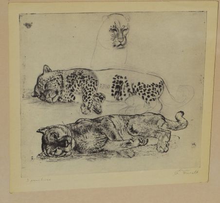 (P-1055) Viiralt, trükirepro Puuma ja panter