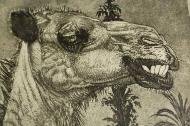 (P-1095) Viiralt, trükirepro Berberi tüdruk kaameliga