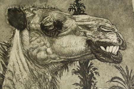 (P-1095) Viiralt, trükirepro Berberi tüdruk kaameliga