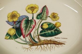 (n-7616) Enoch Wedgwood LTD, Florabunda taimedaga vaagen 2