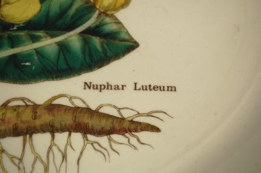 (n-7616) Enoch Wedgwood LTD, Florabunda taimedaga vaagen